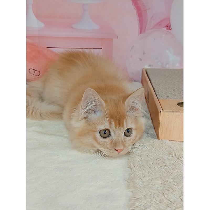 販売中の千葉県のマンチカン(短足)-130400の7枚目