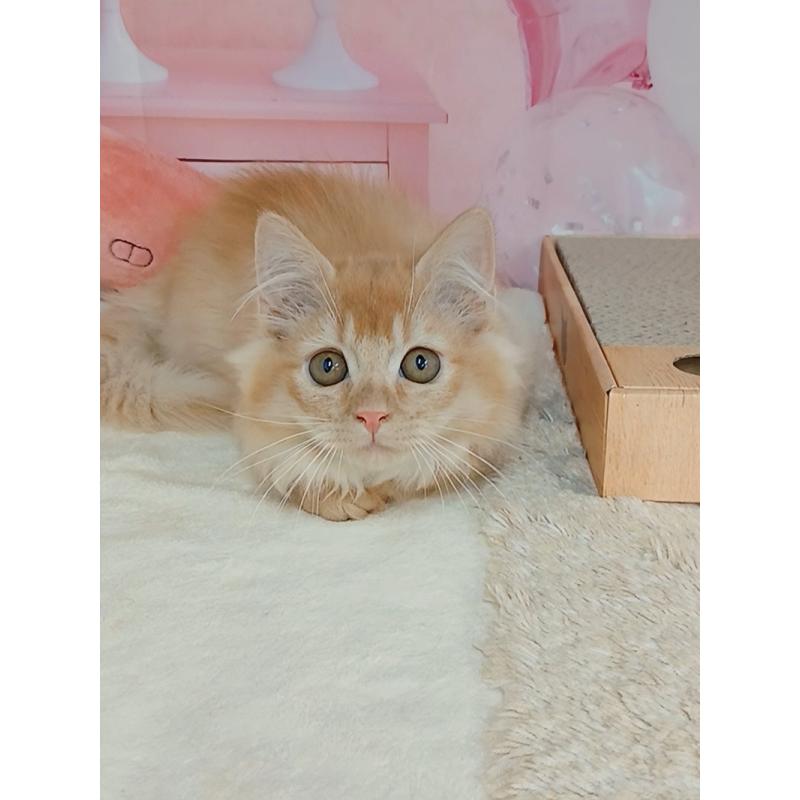 販売中の千葉県のマンチカン(短足)-130400の5枚目