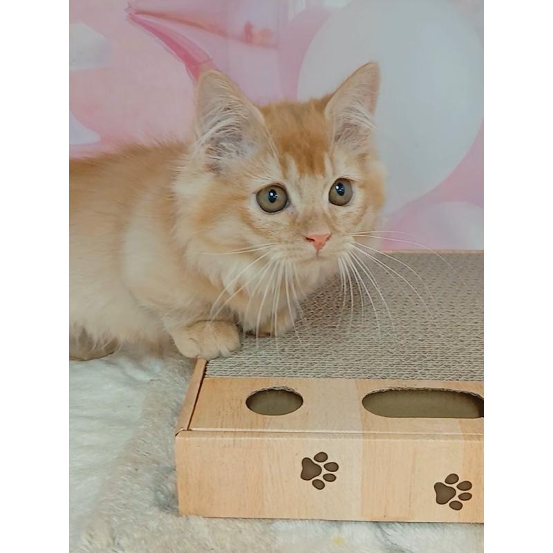 販売中の千葉県のマンチカン(短足)-130400の4枚目