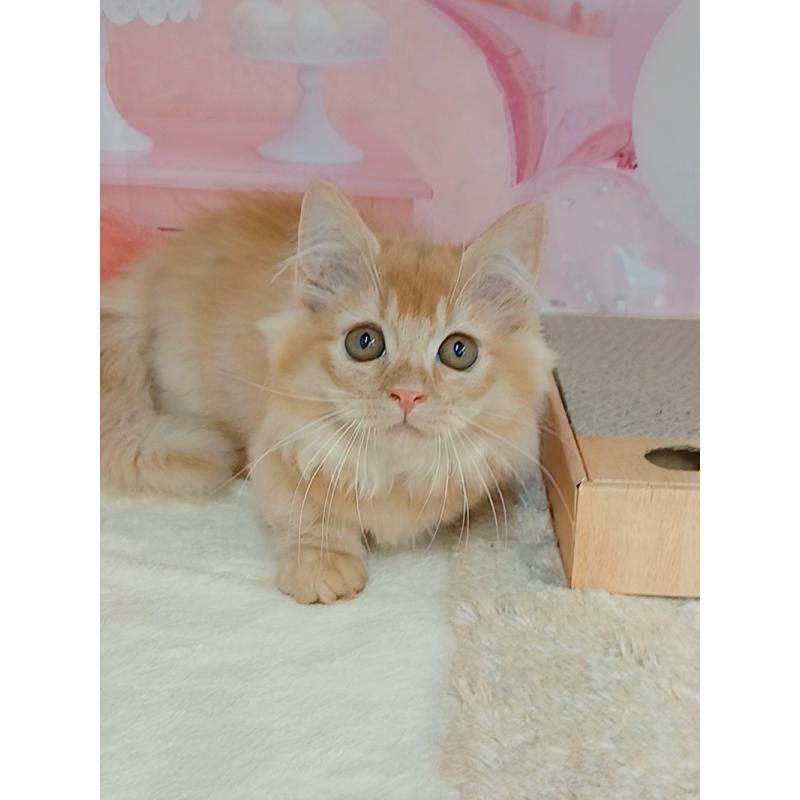 販売中の千葉県のマンチカン(短足)-130400の3枚目