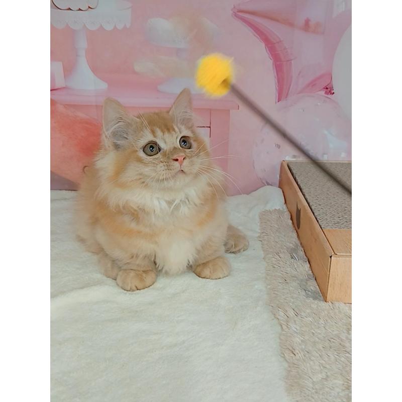 販売中の千葉県のマンチカン(短足)-130400の2枚目