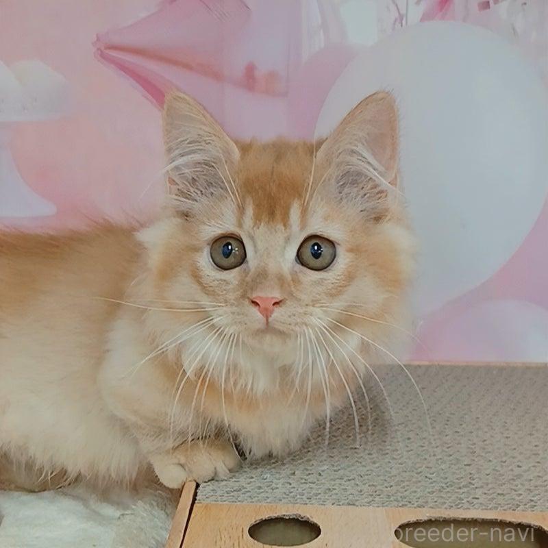 販売中の千葉県のマンチカン(短足)-130400の1枚目