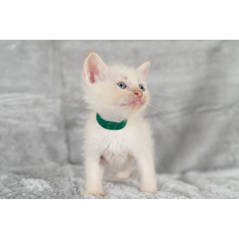 販売中の福岡県のラパーマ-130401の4枚目