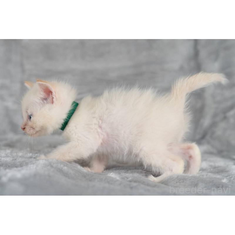 販売中の福岡県のラパーマ-130401の3枚目