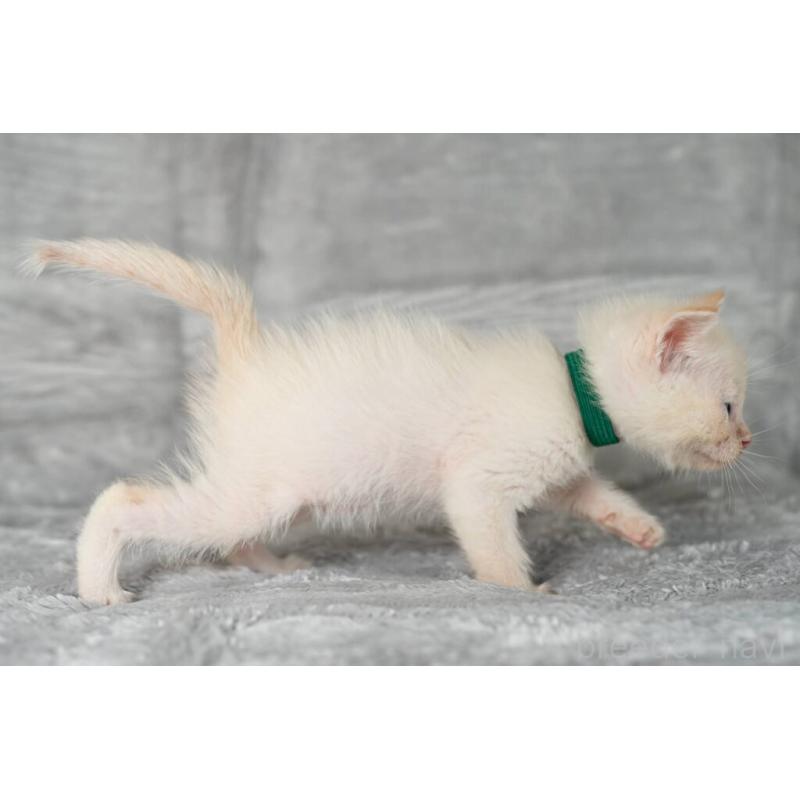 販売中の福岡県のラパーマ-130401の2枚目