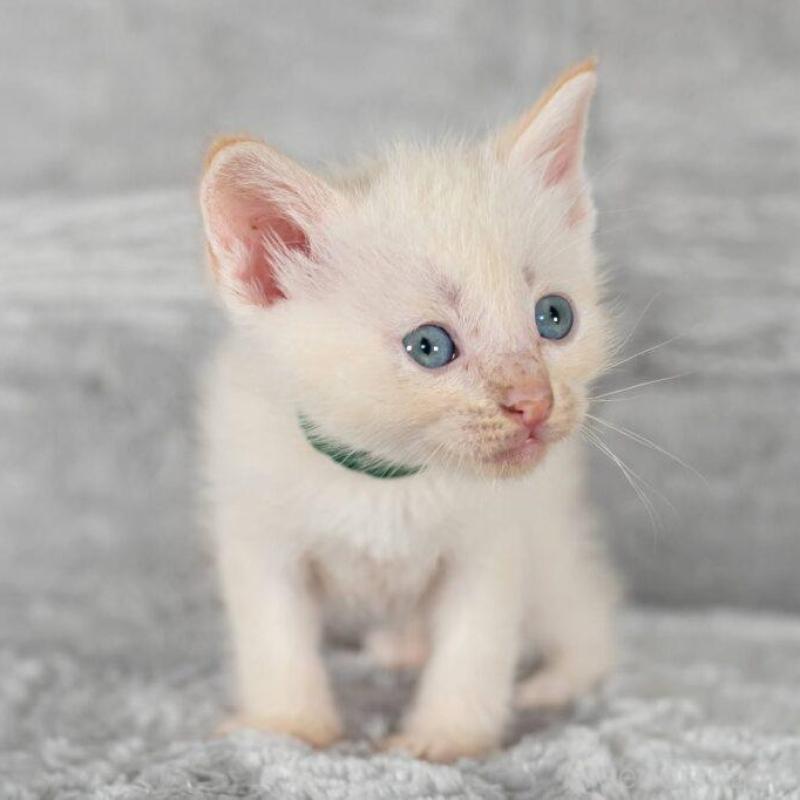 販売中の福岡県のラパーマ-130401