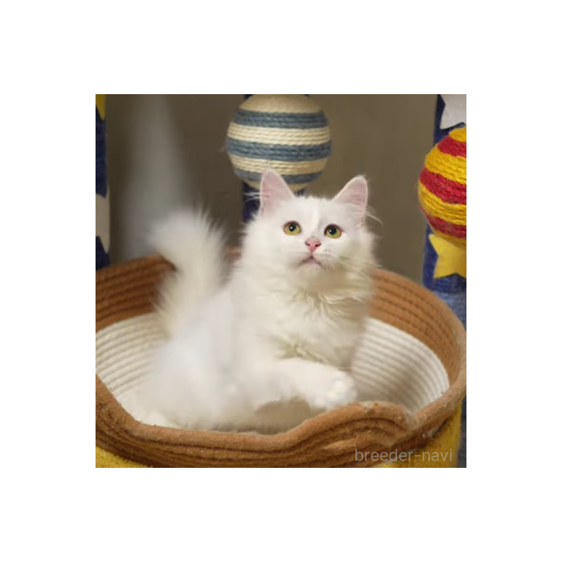 販売中の大阪府のサイベリアン-130402の4枚目