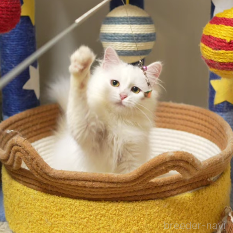 販売中の大阪府のサイベリアン-130402の2枚目