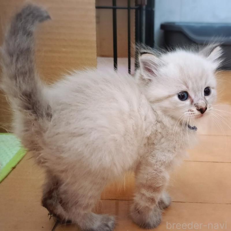 販売中の愛知県のサイベリアン-130403の4枚目