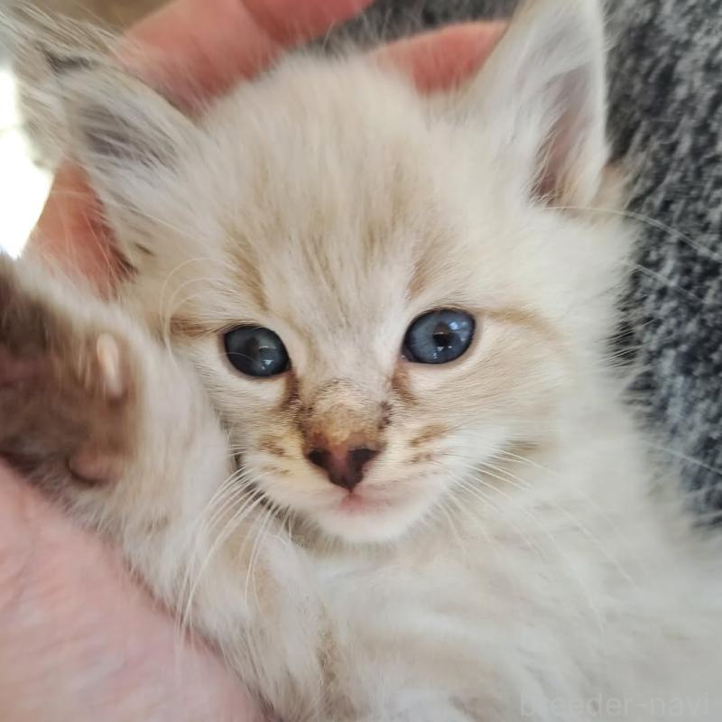 販売中の愛知県のサイベリアン-130403の3枚目