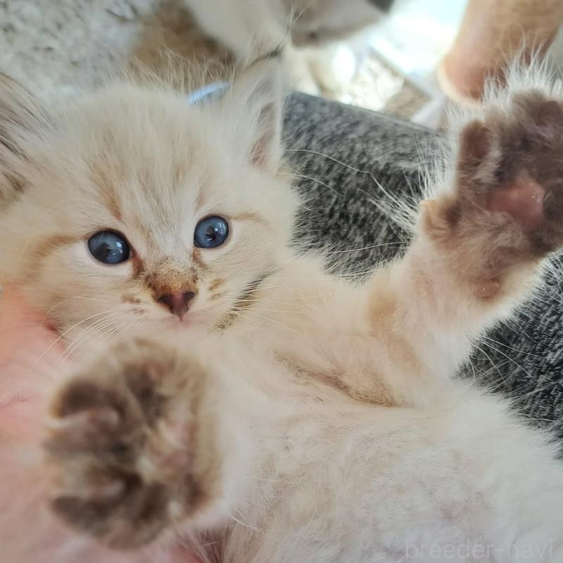 販売中の愛知県のサイベリアン-130403の2枚目