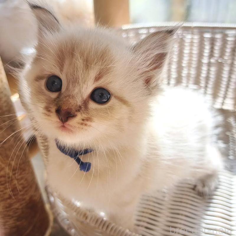 販売中ののサイベリアン-130403