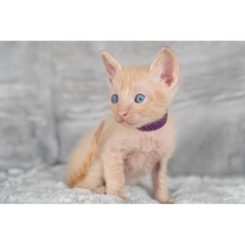 販売中の福岡県のラパーマ-130404の8枚目