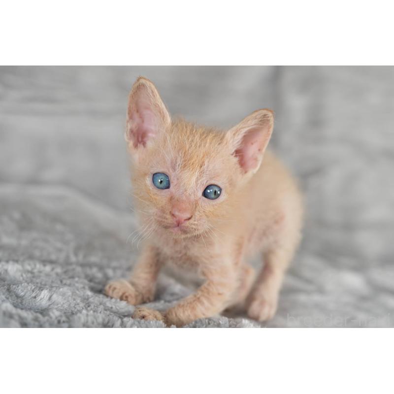 販売中の福岡県のラパーマ-130404の7枚目