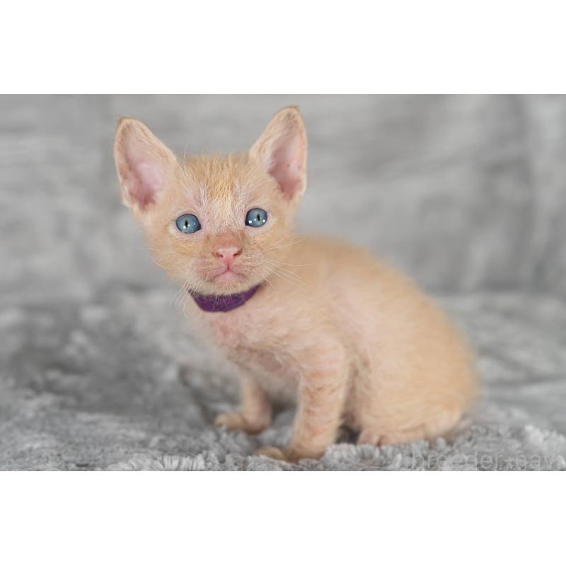 販売中の福岡県のラパーマ-130404の6枚目