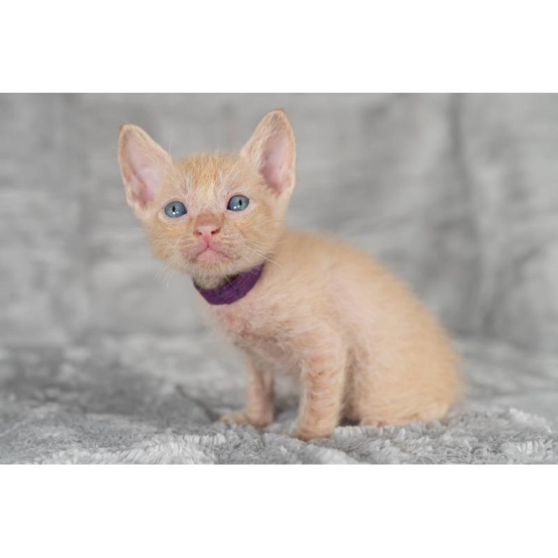 販売中の福岡県のラパーマ-130404の5枚目