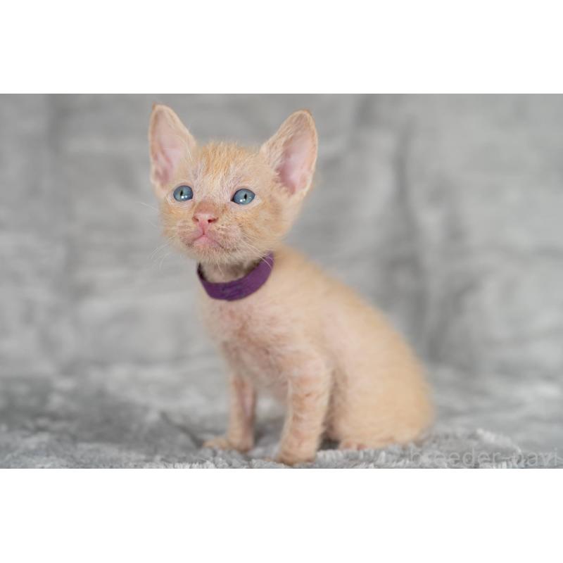 販売中の福岡県のラパーマ-130404の3枚目