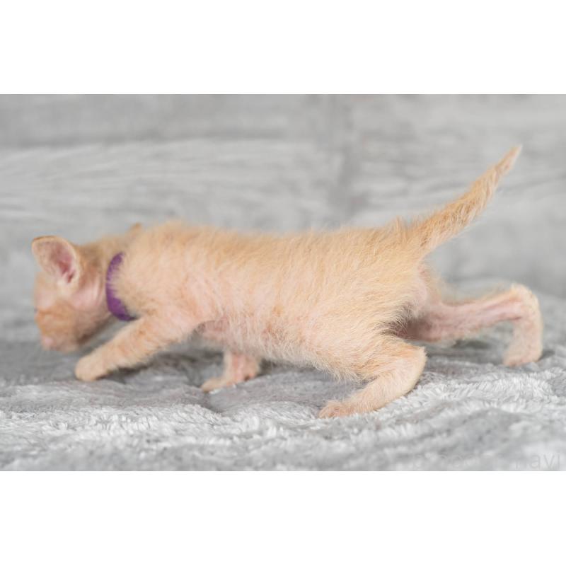 販売中の福岡県のラパーマ-130404の4枚目