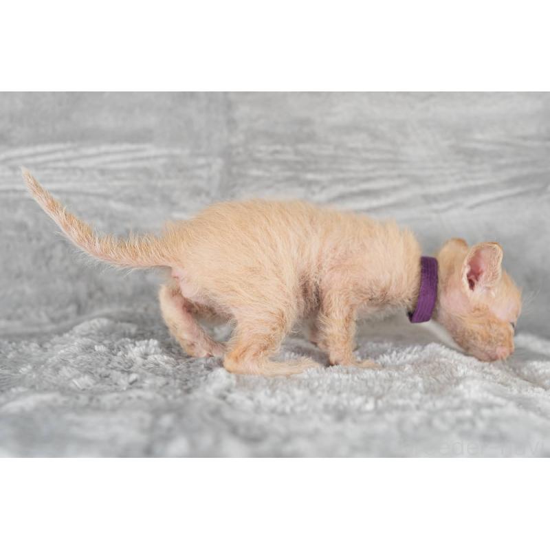 販売中の福岡県のラパーマ-130404の2枚目