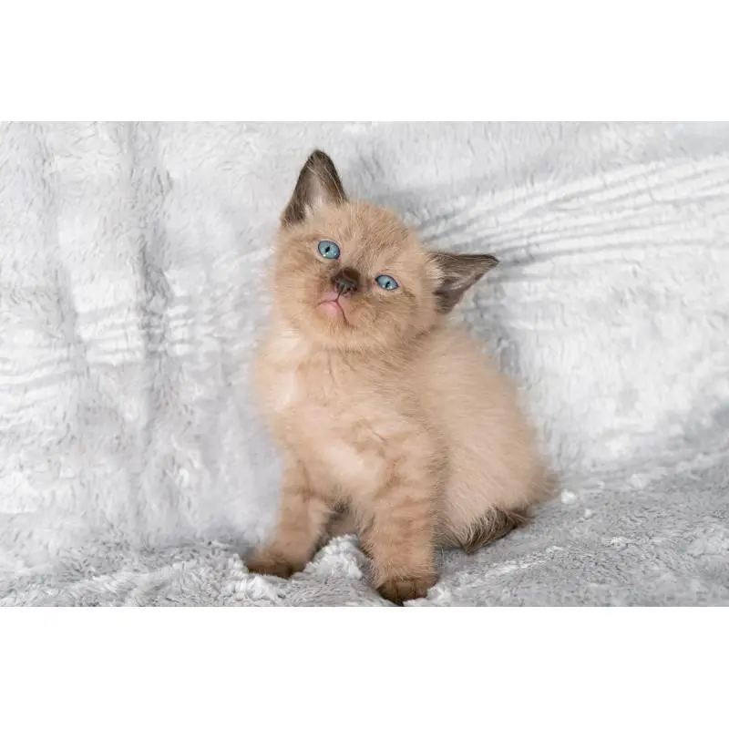 販売中の福岡県のラパーマ-130405の9枚目