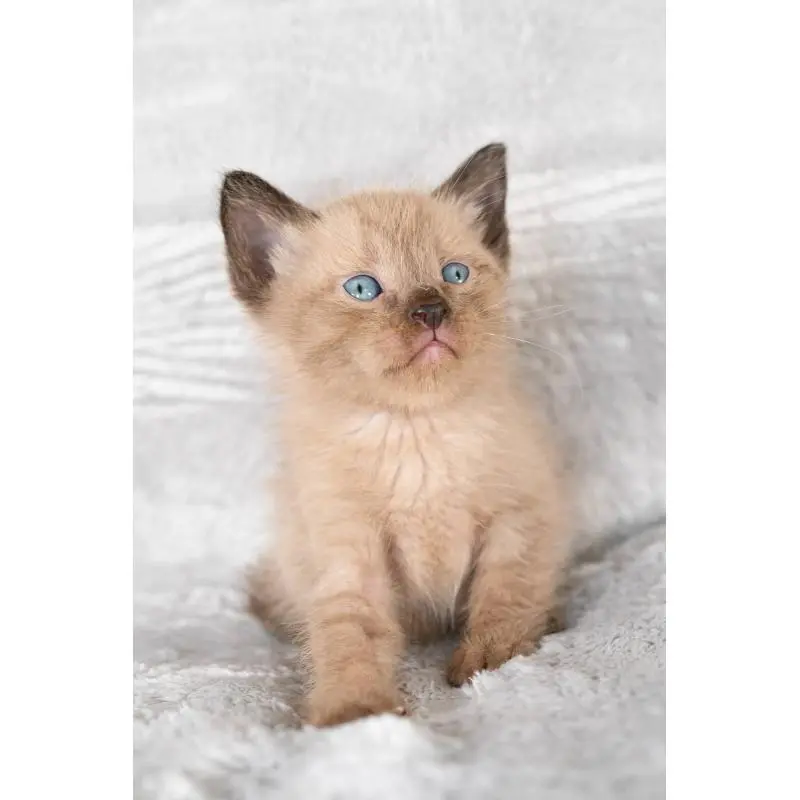 販売中の福岡県のラパーマ-130405の8枚目