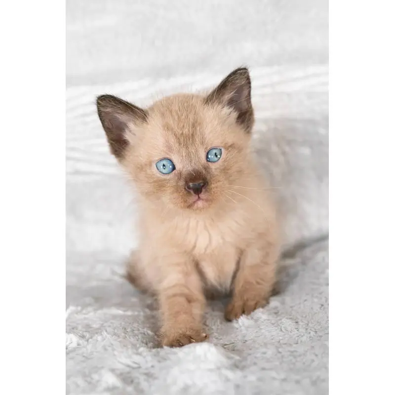 販売中の福岡県のラパーマ-130405の7枚目