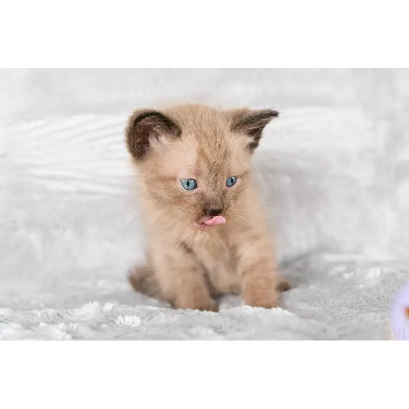 販売中の福岡県のラパーマ-130405の6枚目