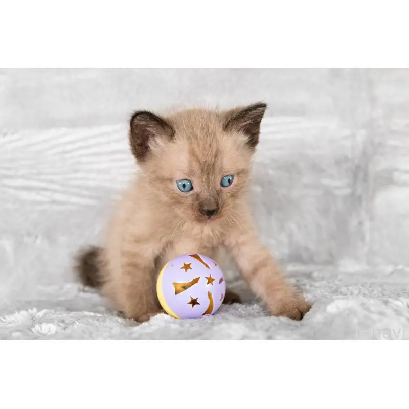 販売中の福岡県のラパーマ-130405の5枚目