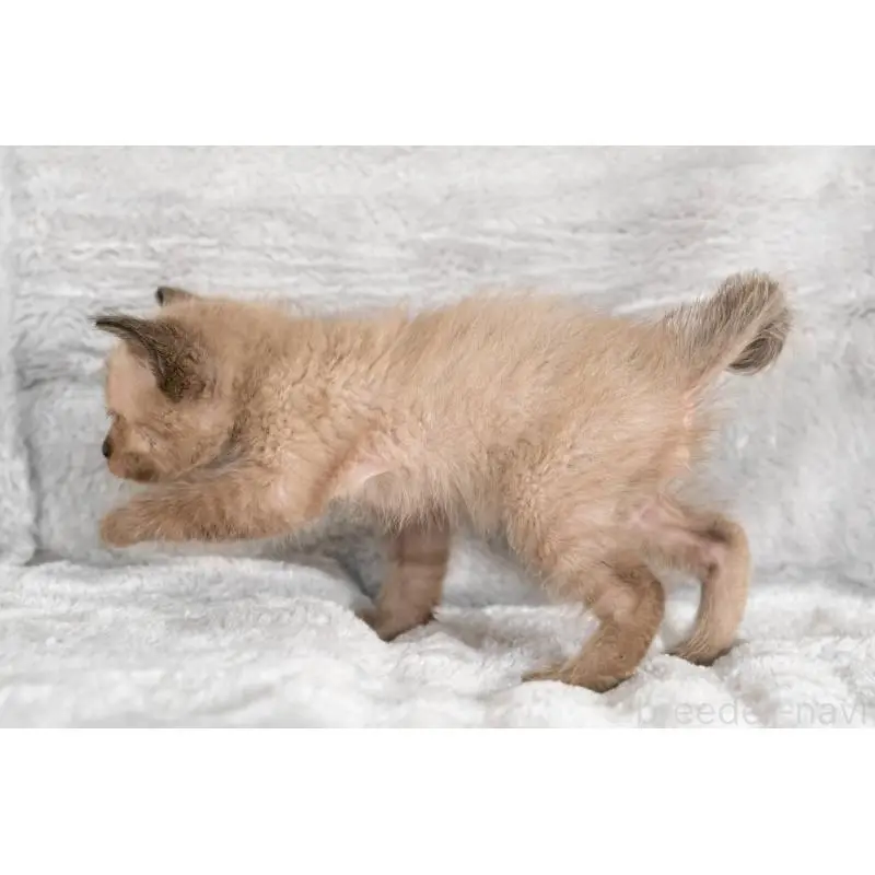 販売中の福岡県のラパーマ-130405の4枚目