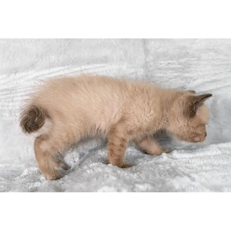 販売中の福岡県のラパーマ-130405の3枚目