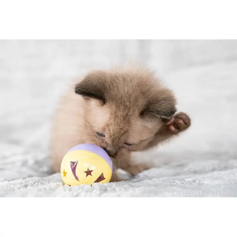 販売中の福岡県のラパーマ-130405の2枚目