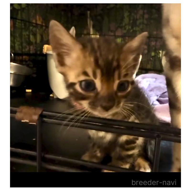 販売中の埼玉県のベンガル-130407の5枚目