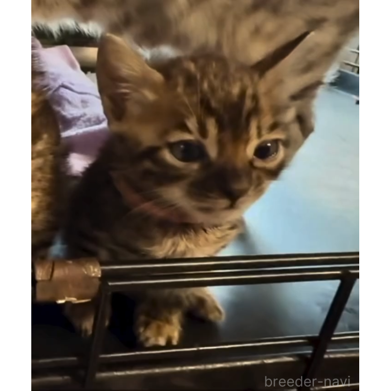 販売中の埼玉県のベンガル-130407の4枚目