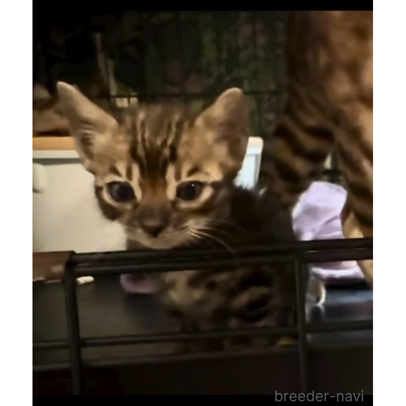 販売中の埼玉県のベンガル-130407の3枚目