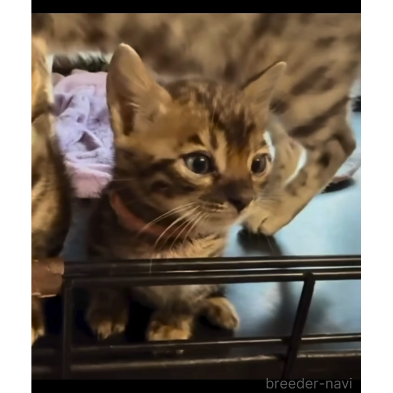 販売中の埼玉県のベンガル-130407の2枚目