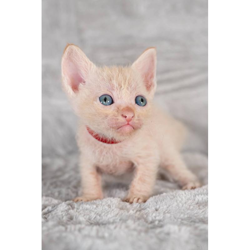 販売中の福岡県のラパーマ-130406の6枚目