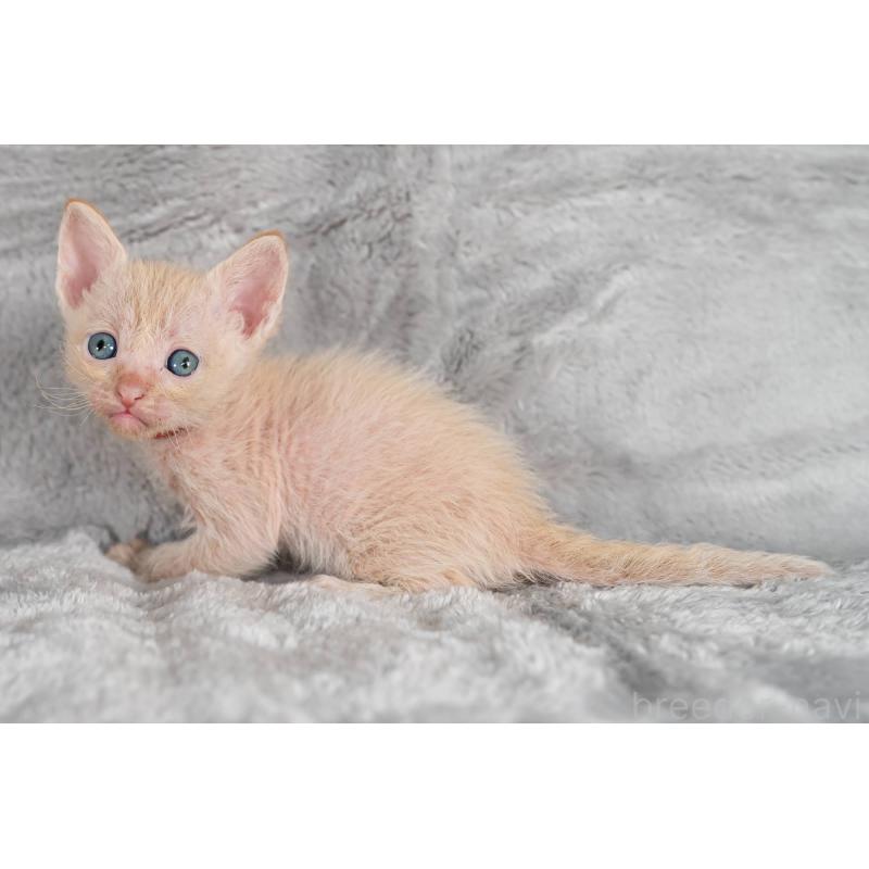 販売中の福岡県のラパーマ-130406の5枚目