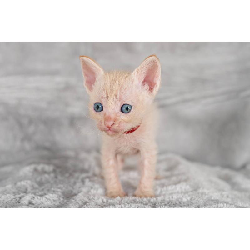 販売中の福岡県のラパーマ-130406の4枚目