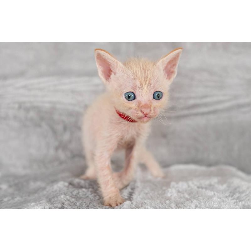 販売中の福岡県のラパーマ-130406の3枚目