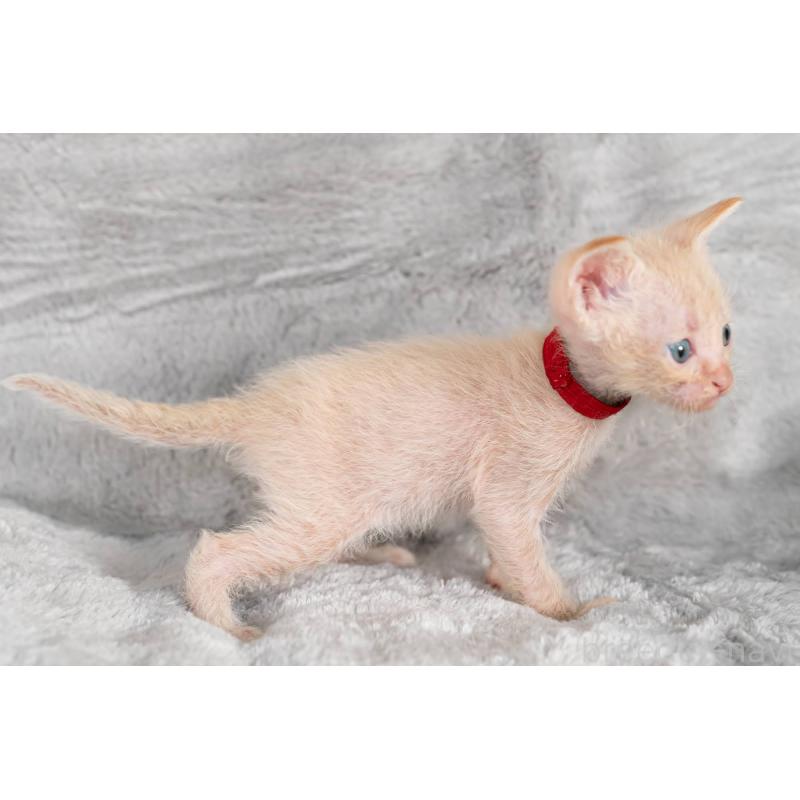 販売中の福岡県のラパーマ-130406の2枚目