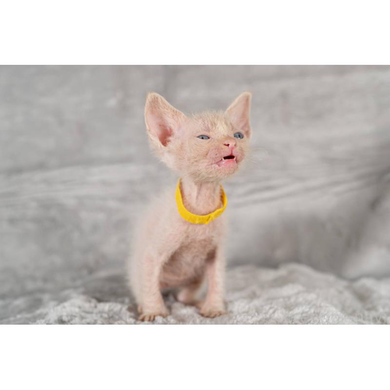 販売中の福岡県のラパーマ-130408の7枚目