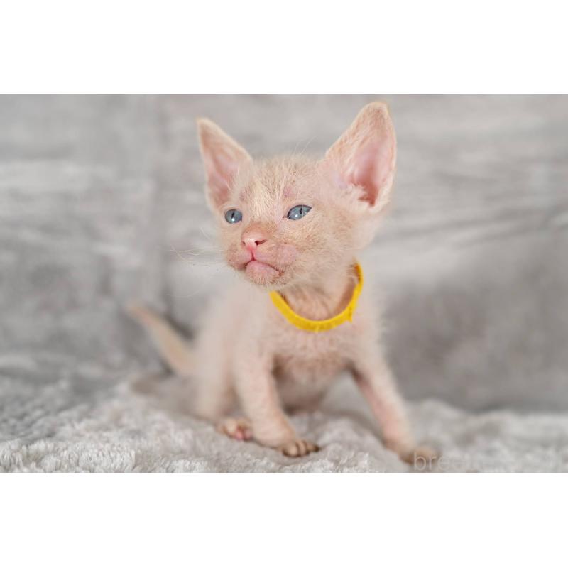 販売中の福岡県のラパーマ-130408の6枚目