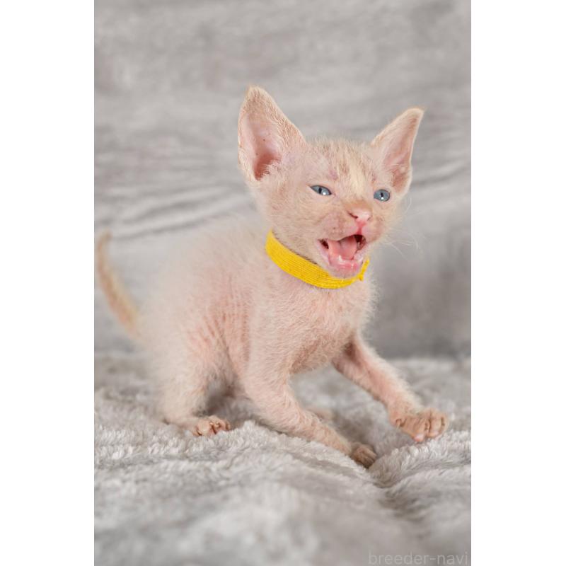 販売中の福岡県のラパーマ-130408の5枚目