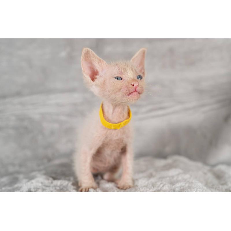 販売中の福岡県のラパーマ-130408の4枚目