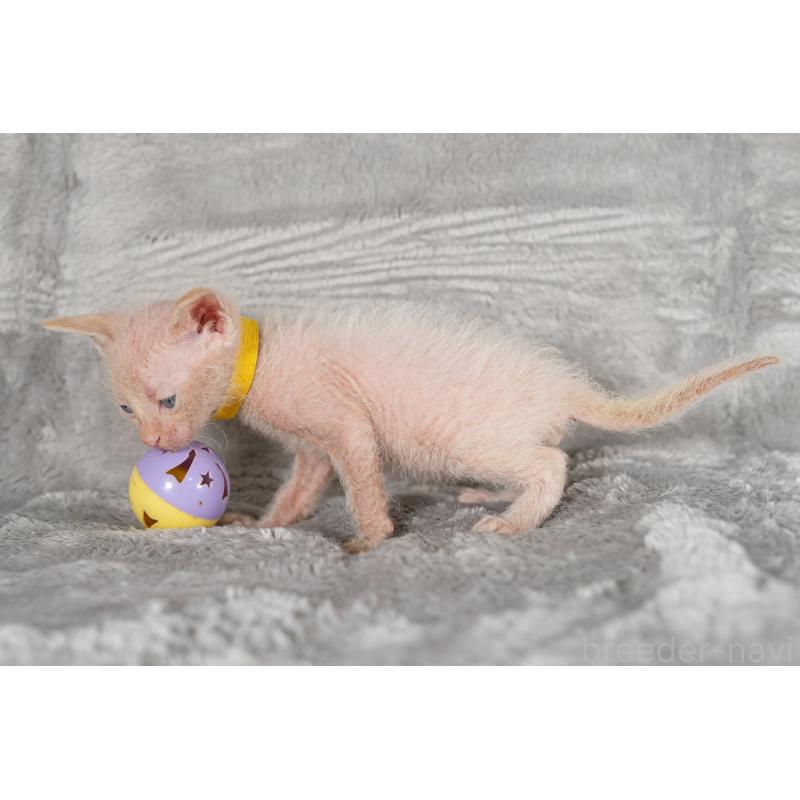 販売中の福岡県のラパーマ-130408の3枚目