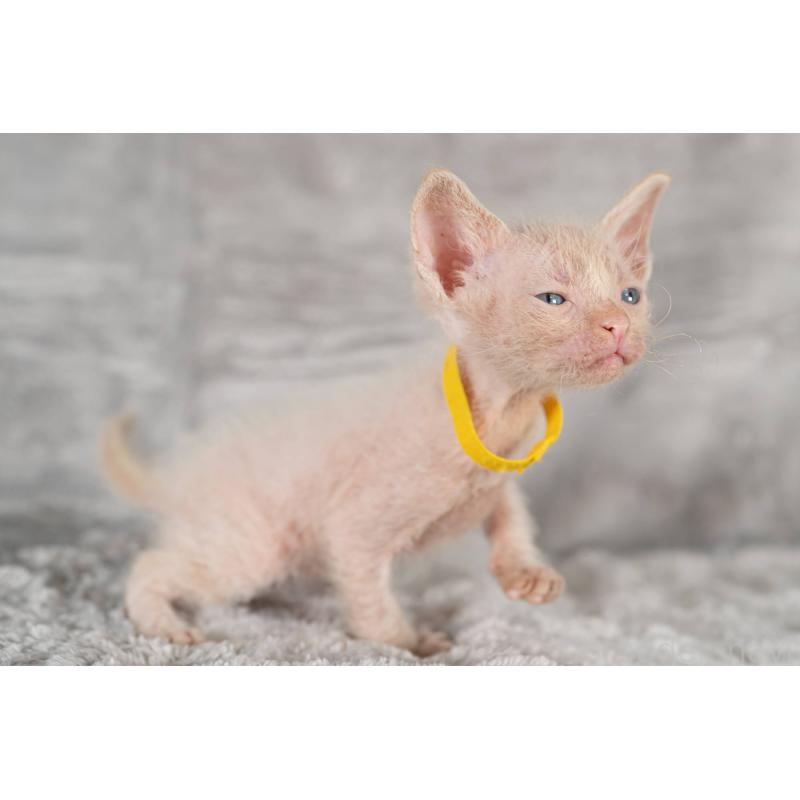 販売中の福岡県のラパーマ-130408の2枚目