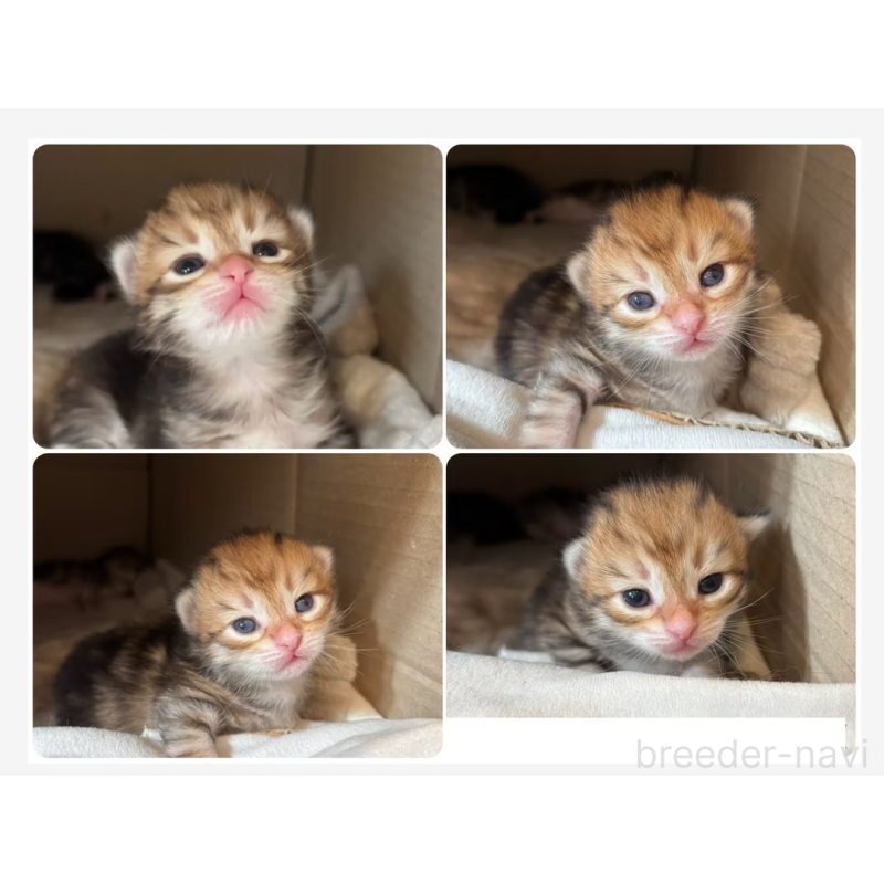 販売中の徳島県のサイベリアン-130409の35枚目