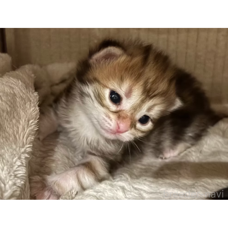 販売中の徳島県のサイベリアン-130409の34枚目