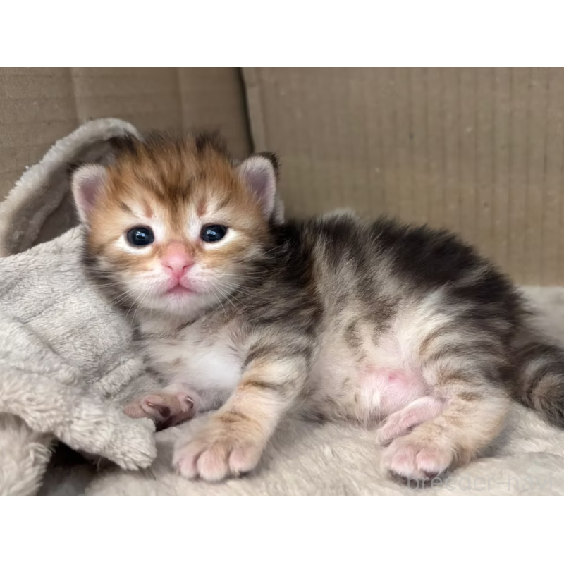 販売中の徳島県のサイベリアン-130409の33枚目