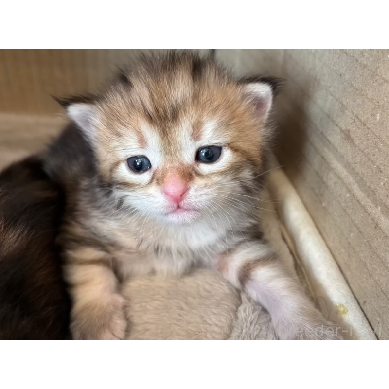 販売中の徳島県のサイベリアン-130409の32枚目